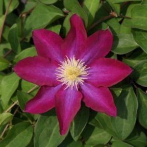 Clematis Kakio(Pink Champagne)