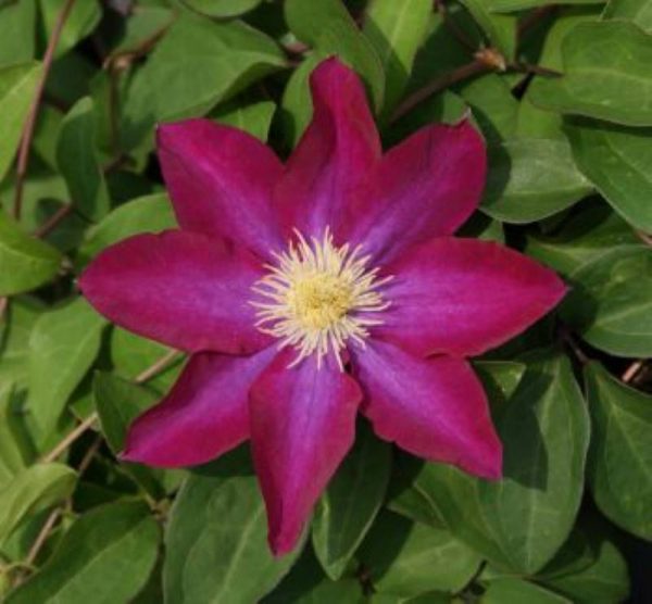 Clematis Kakio(Pink Champagne)