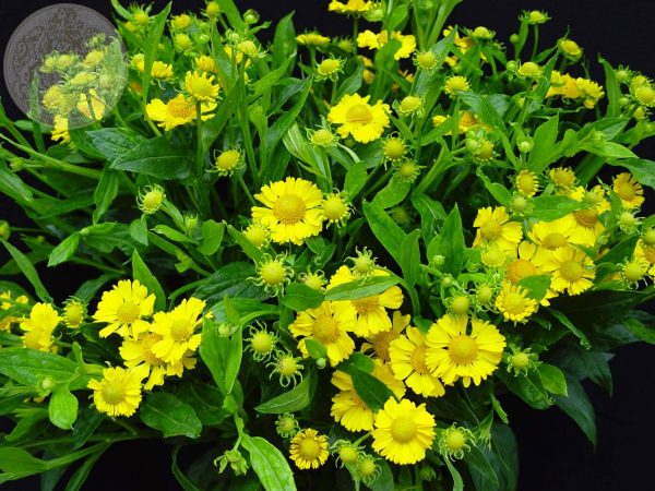 Helenium Kanaria