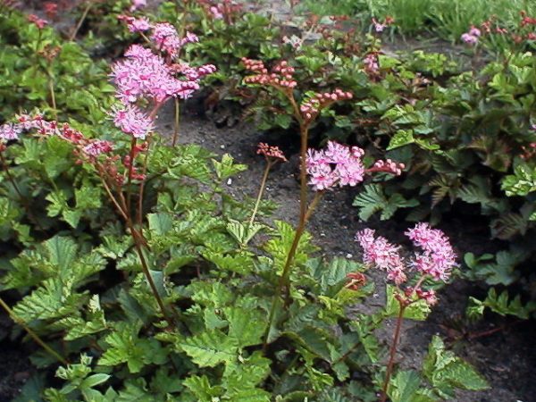 Filipendula Kahome