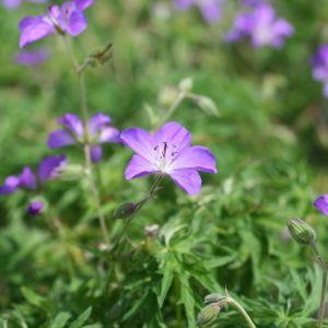Geranium clarkei Kashmir Purple