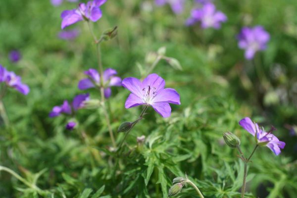 Geranium clarkei Kashmir Purple