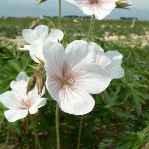 Geranium clarkei Kashmir White