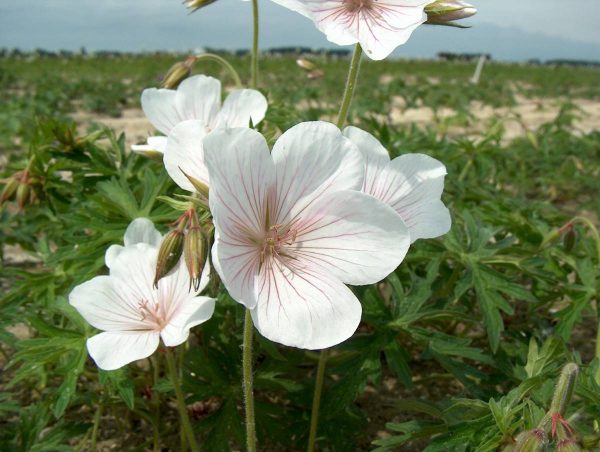 Geranium clarkei Kashmir White