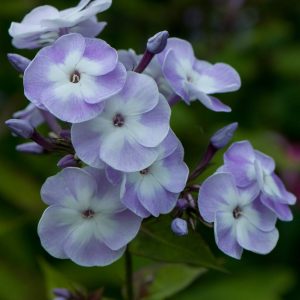 Phlox paniculata Katherine