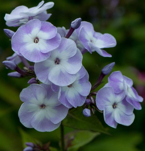 Phlox paniculata Katherine