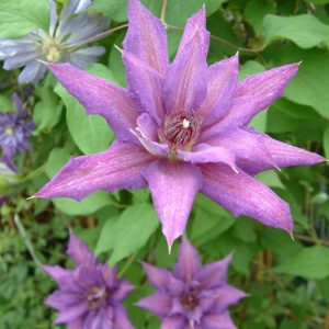 Clematis Kathleen Dunford