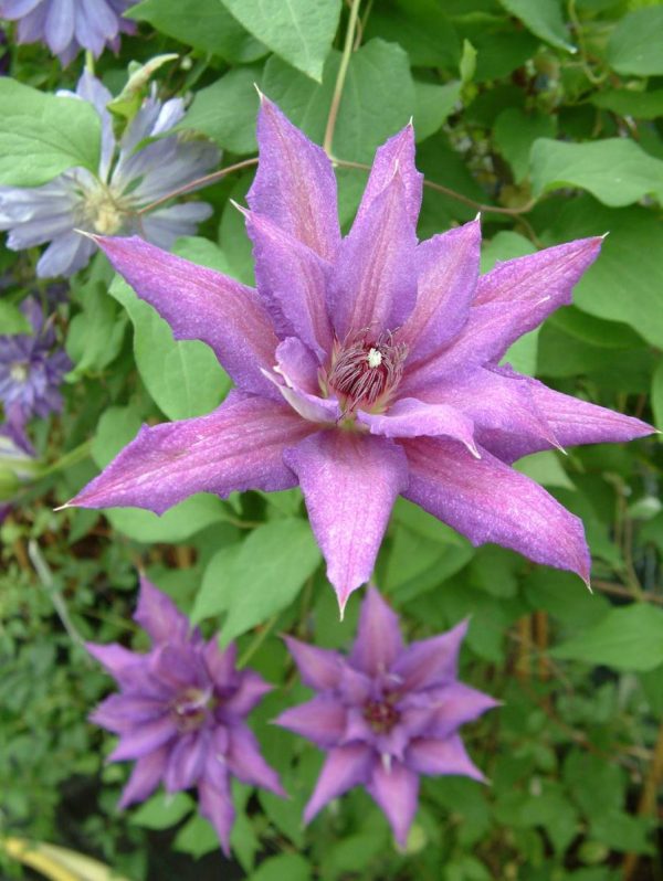 Clematis Kathleen Dunford