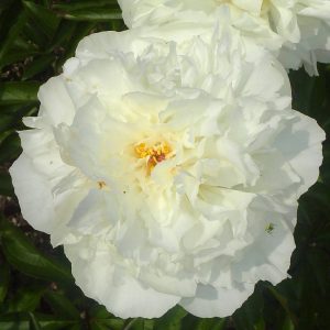Paeonia  Kelway's Glorious
