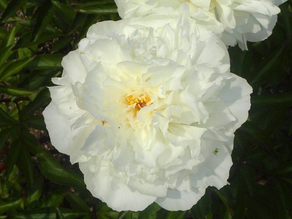 Paeonia  Kelway's Glorious