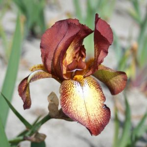 Iris Germanica Kent Pride