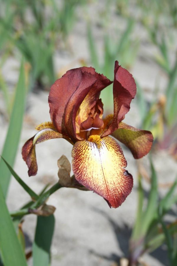 Iris Germanica Kent Pride