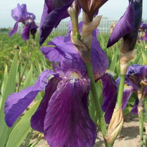 Iris Germanica Kharput