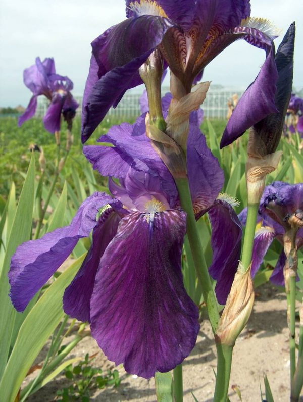 Iris Germanica Kharput