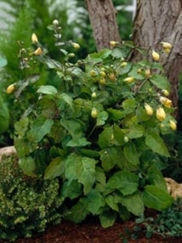 Kirengeshoma palmata