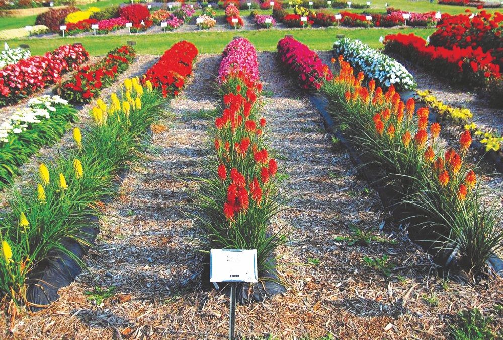 Kniphofia POCO™ Series
