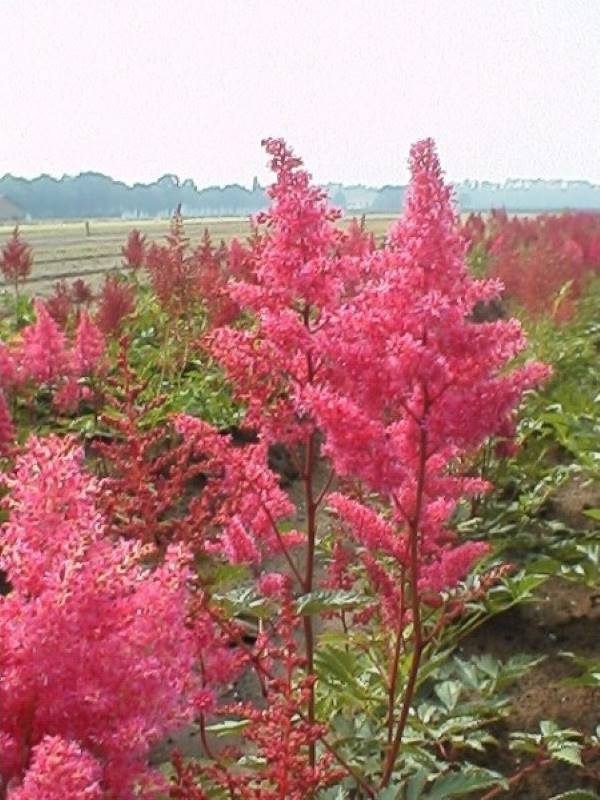 Astilbe Koblenz