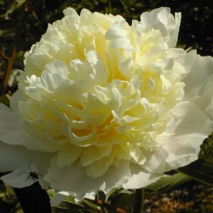 Paeonia  Laura Dessert