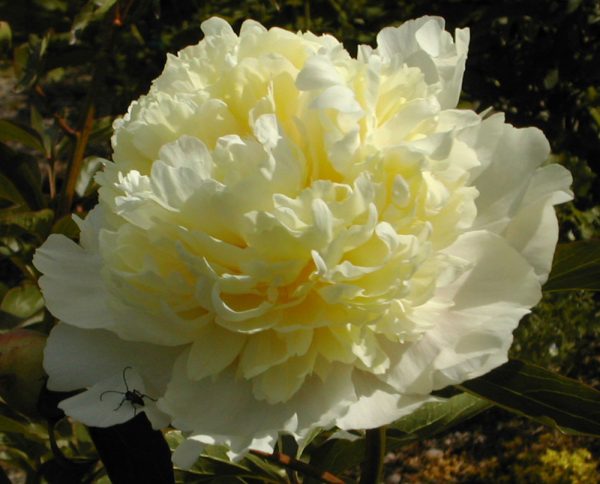 Paeonia  Laura Dessert