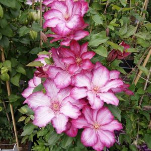 Clematis Lyberty®
