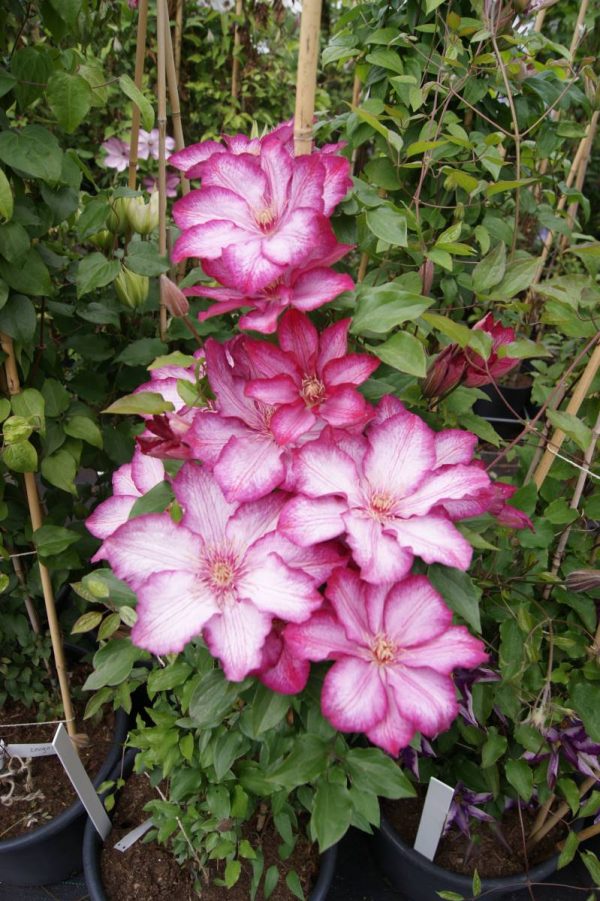 Clematis Lyberty®