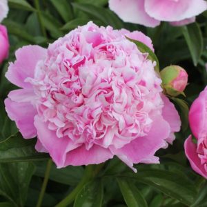 Paeonia  Lady Anna
