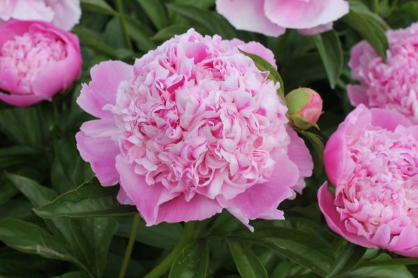 Paeonia  Lady Anna