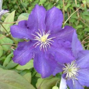 Clematis Lady Betty Balfour