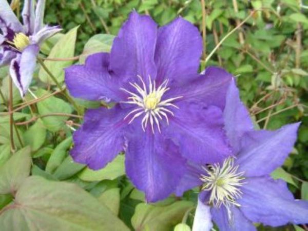 Clematis Lady Betty Balfour