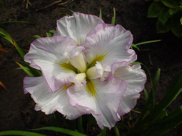 Iris ensata Lady in Waiting
