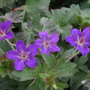 Geranium Lakwijk Star