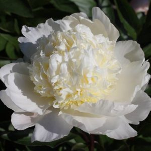 Paeonia  Lancaster Imp