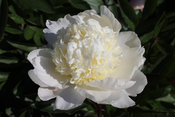 Paeonia  Lancaster Imp