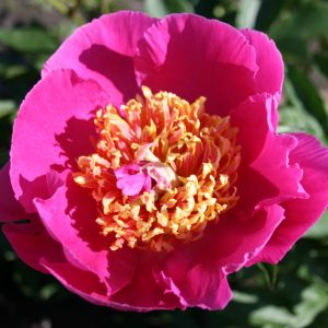 Paeonia  Largo