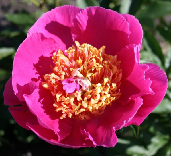 Paeonia  Largo
