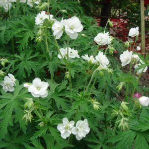Geranium pratense Laura® PBR