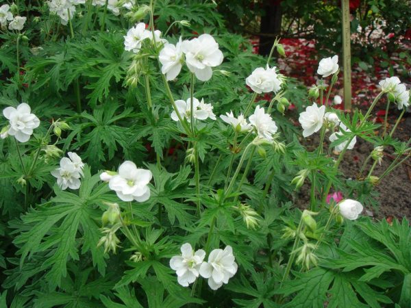 Geranium pratense Laura® PBR