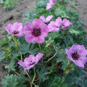 Geranium cinereum Laurens Flatman