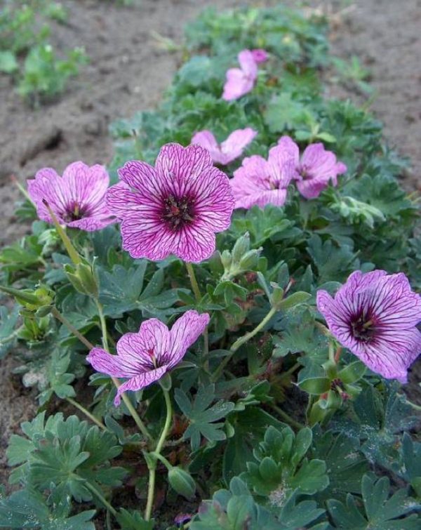 Geranium cinereum Laurens Flatman