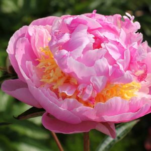 Paeonia  Lavon