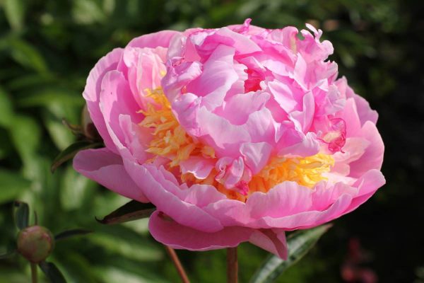 Paeonia  Lavon