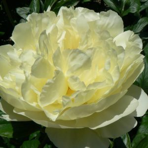 Paeonia  Lemon Chiffon