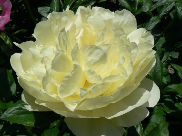 Paeonia  Lemon Chiffon
