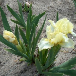 Iris Pumila Lemon Duff