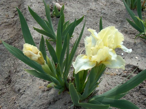 Iris Pumila Lemon Duff