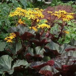 Ligularia Britt Marie Crawford® PBR