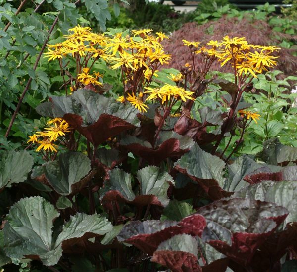 Ligularia Britt Marie Crawford® PBR