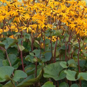 Ligularia dentata Desdemona