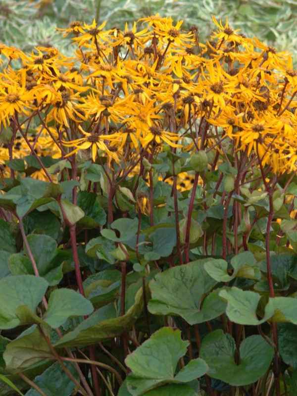 Ligularia dentata Desdemona