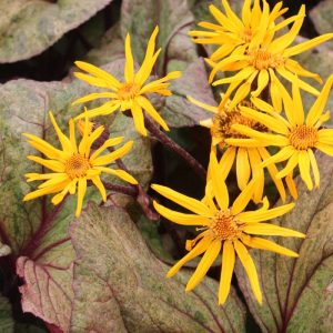 Ligularia dentata Garden Confetti